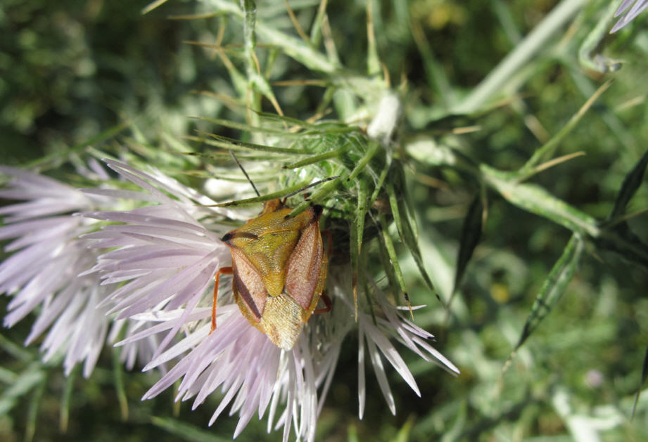 Pentatomidae: Carpocoris mediterraneus della Sicilia